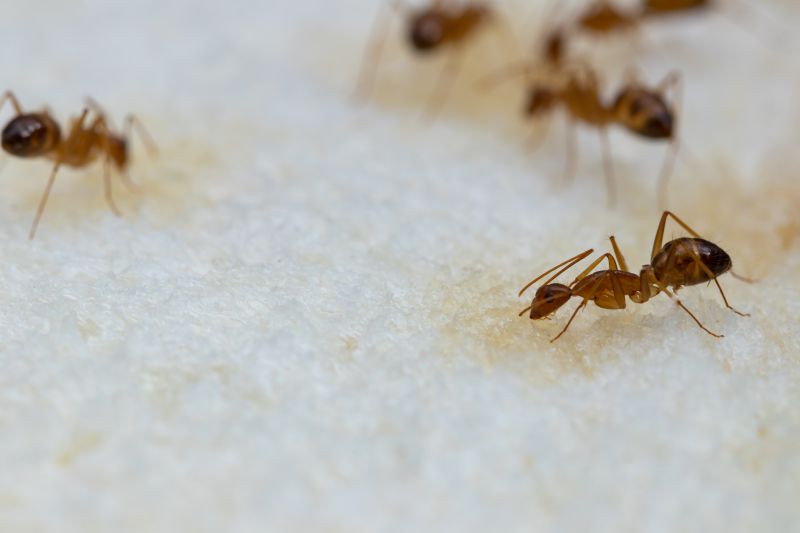Ant Control Service in Mckinney, TX